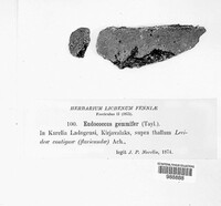Tichothecium gemmiferum image